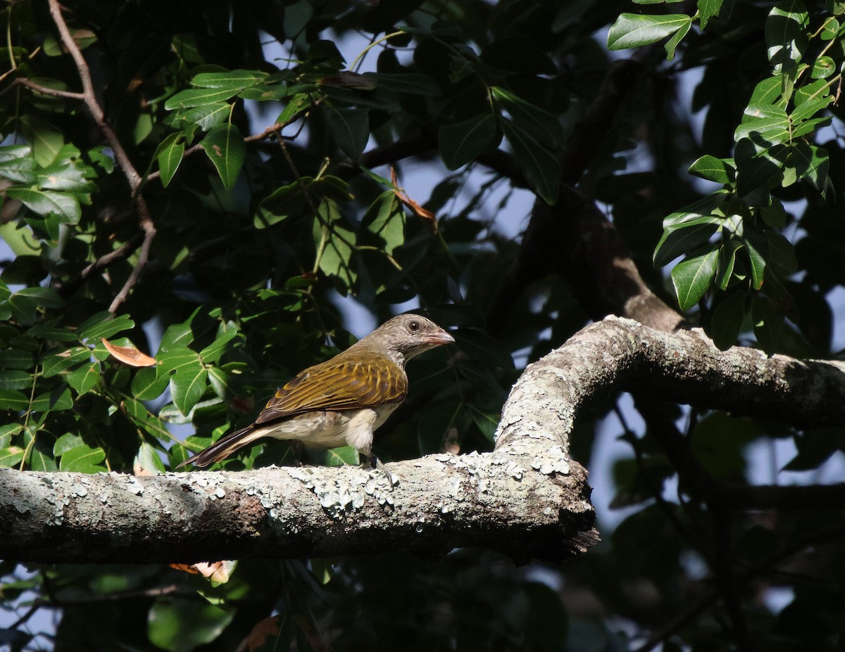 Scaly-throated Honeyguide - ML620261627