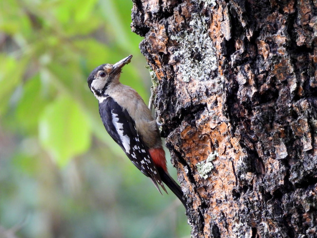 Himalayan Woodpecker - ML620261628