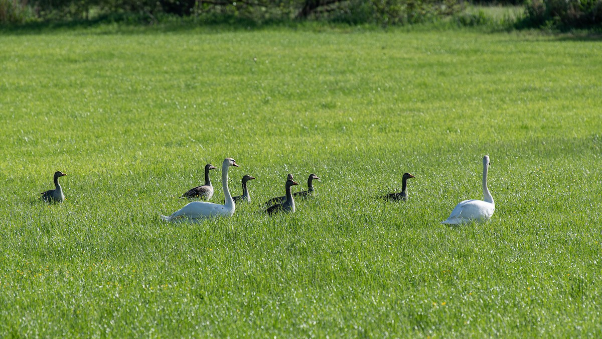 Graylag Goose - ML620261630