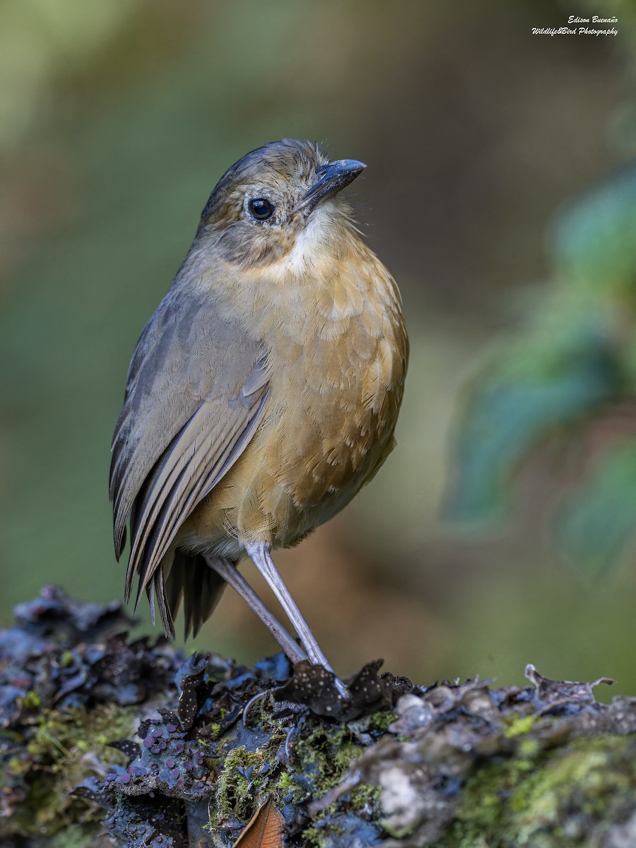 Tawny Antpitta - ML620261631