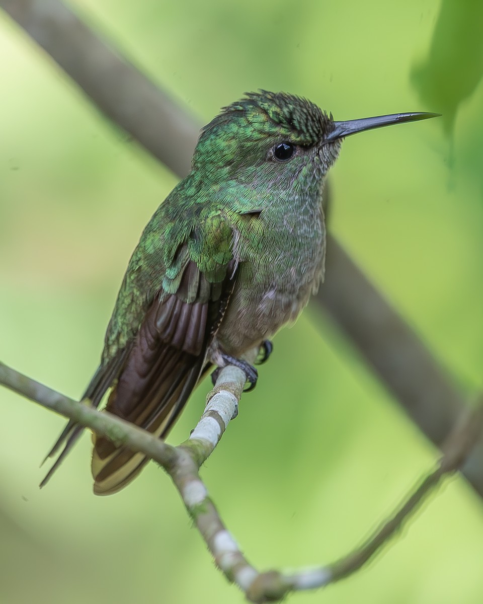 Scaly-breasted Hummingbird - Ricardo Rojas Arguedas