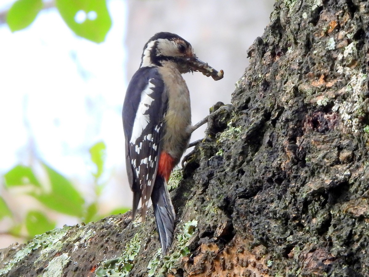 Himalayan Woodpecker - ML620261640