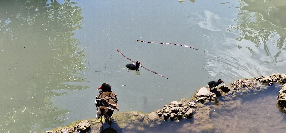 Eurasian Moorhen - ML620261645