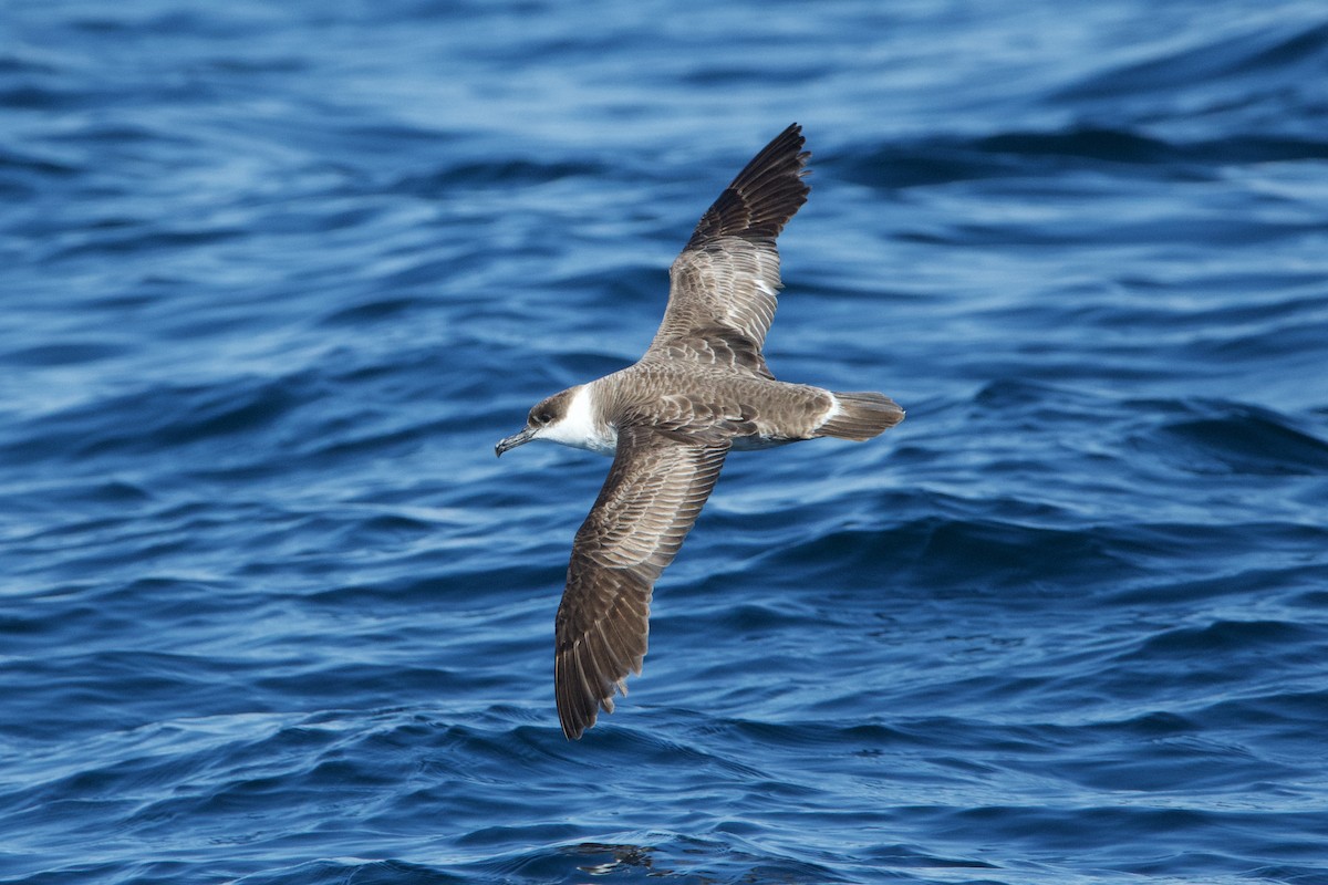 Great Shearwater - ML620261650