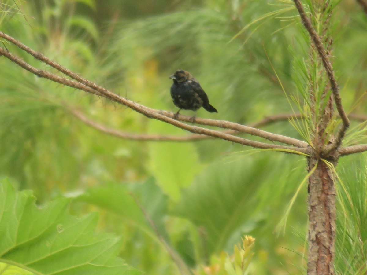 Blue-black Grassquit - ML620261651