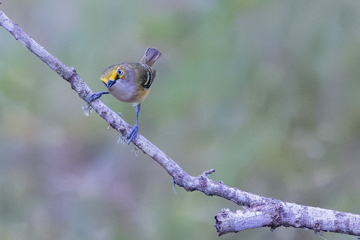 White-eyed Vireo - ML620261655