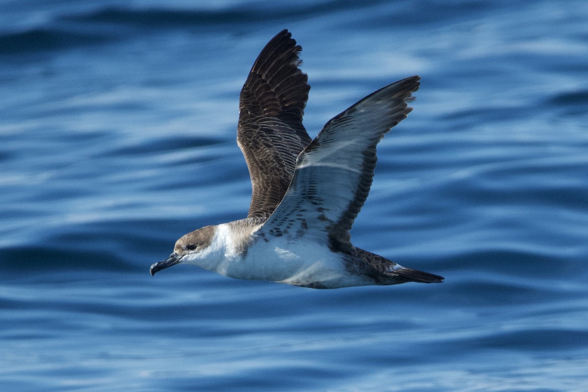 Great Shearwater - ML620261660