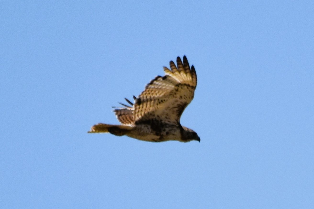 Red-tailed Hawk (borealis) - ML620261663