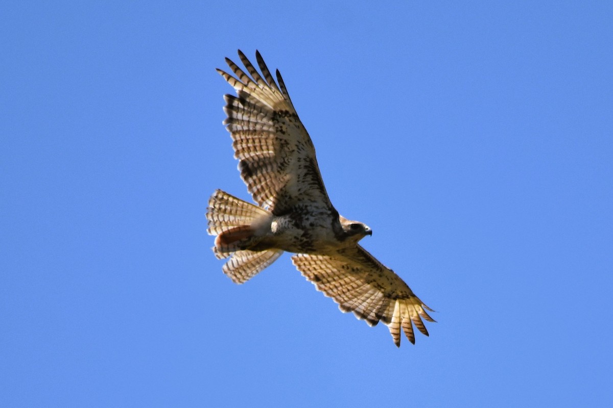 Red-tailed Hawk (borealis) - ML620261664