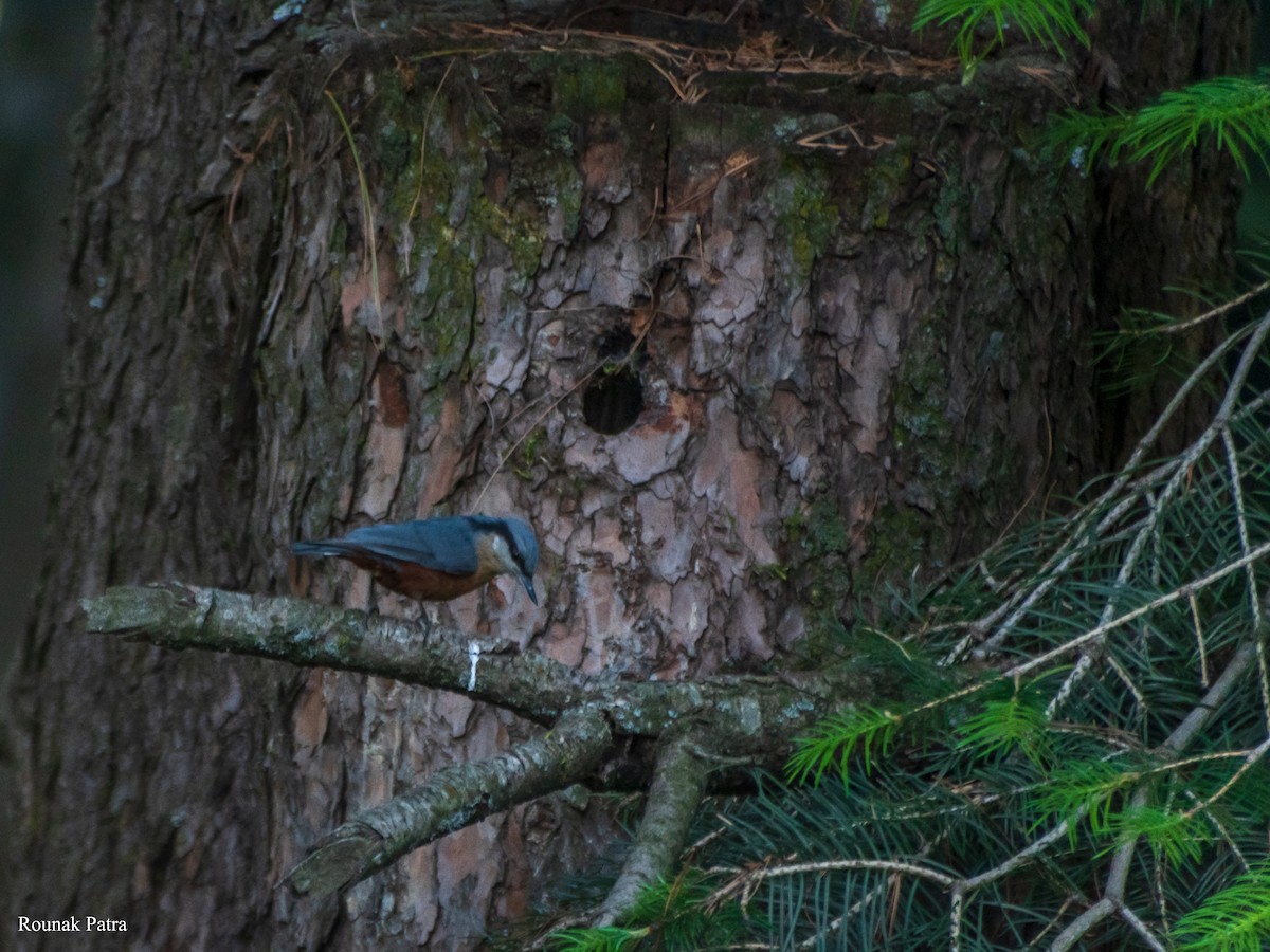 Kashmir Nuthatch - Rounak Patra