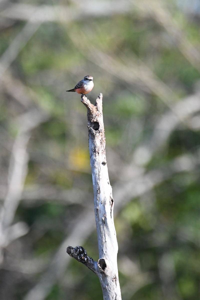 Vermilion Flycatcher (Northern) - ML620261677