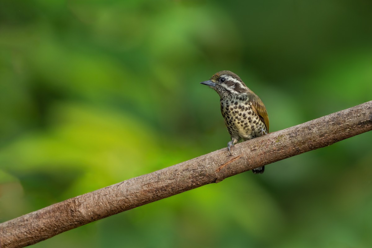 Speckled Piculet - ML620261679