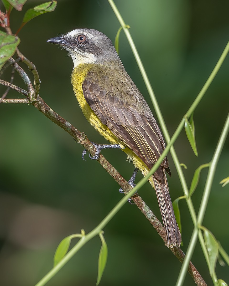 Gray-capped Flycatcher - ML620261681