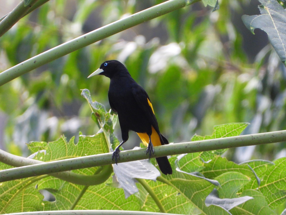 Yellow-rumped Cacique - ML620261684