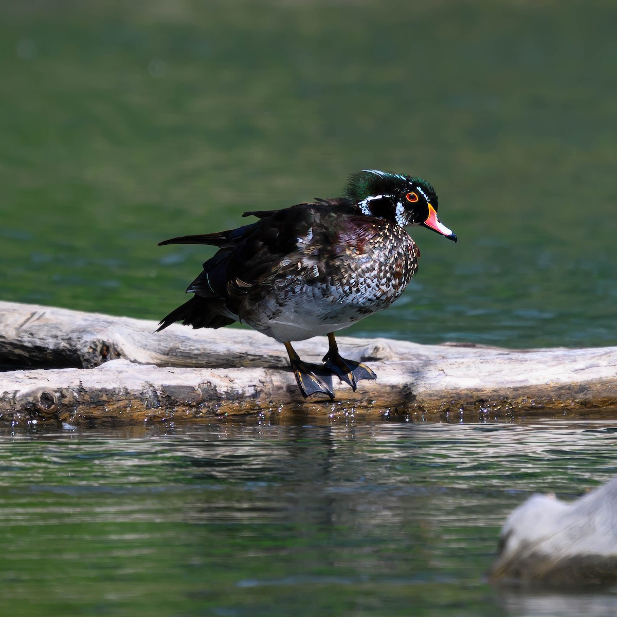 Wood Duck - ML620261686