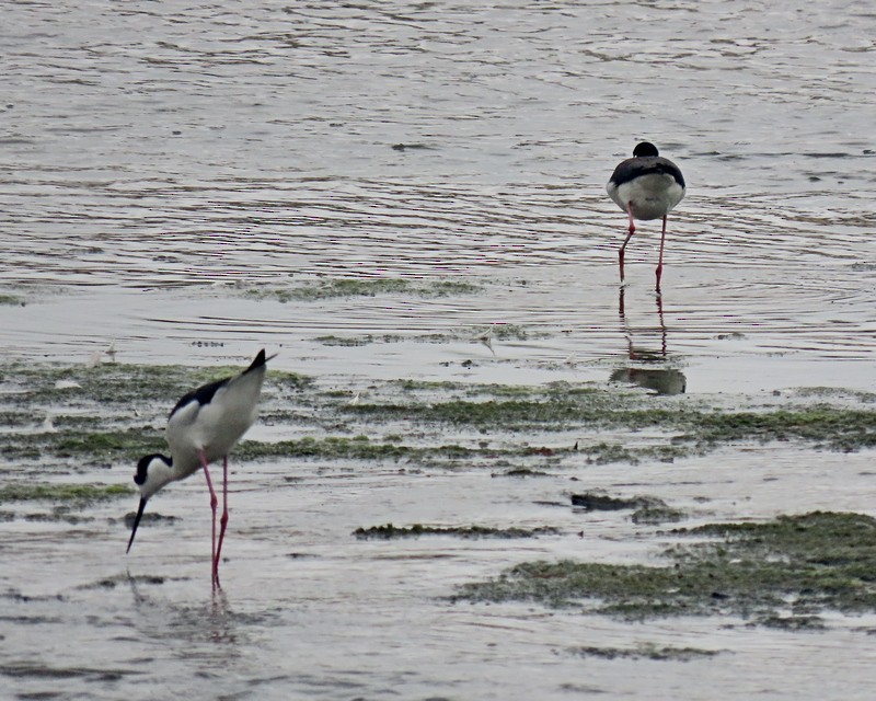 Black-necked Stilt - ML620261689