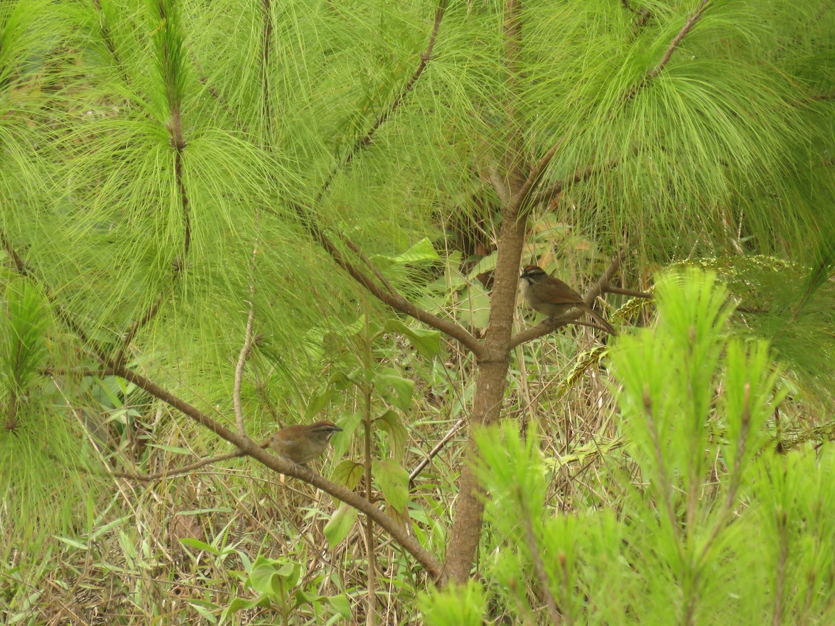 Rusty Sparrow - ML620261695