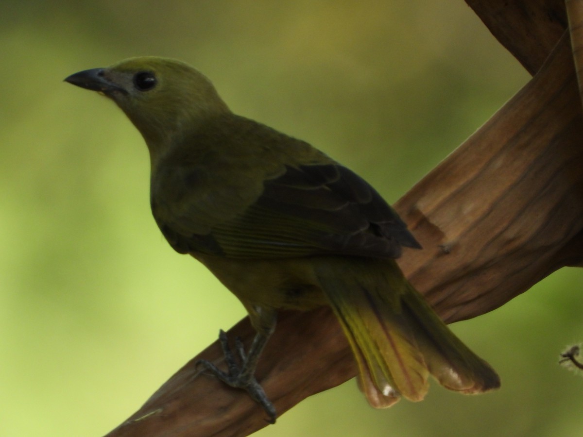 Palm Tanager - ML620261698