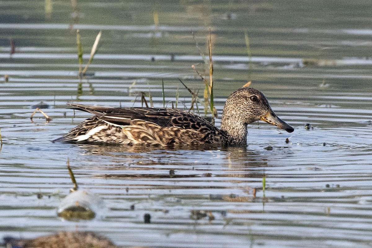Green-winged Teal - ML620261706