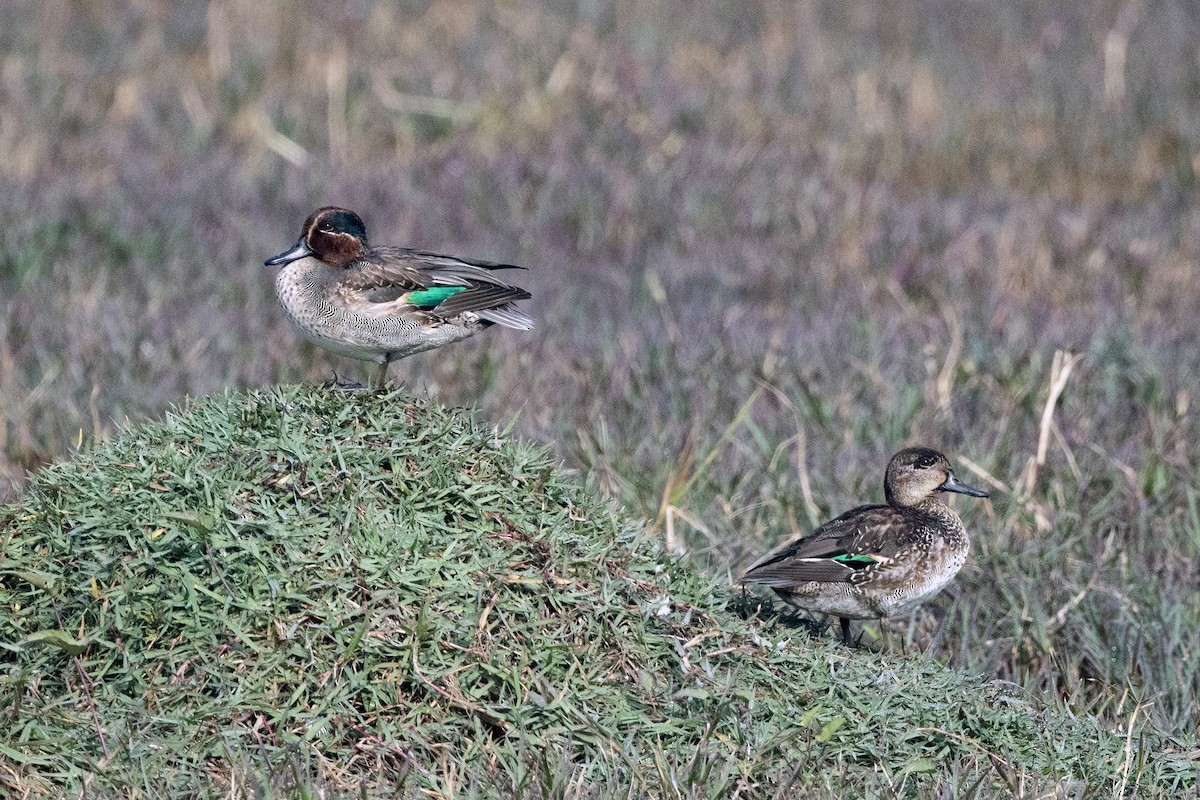 Green-winged Teal - ML620261708