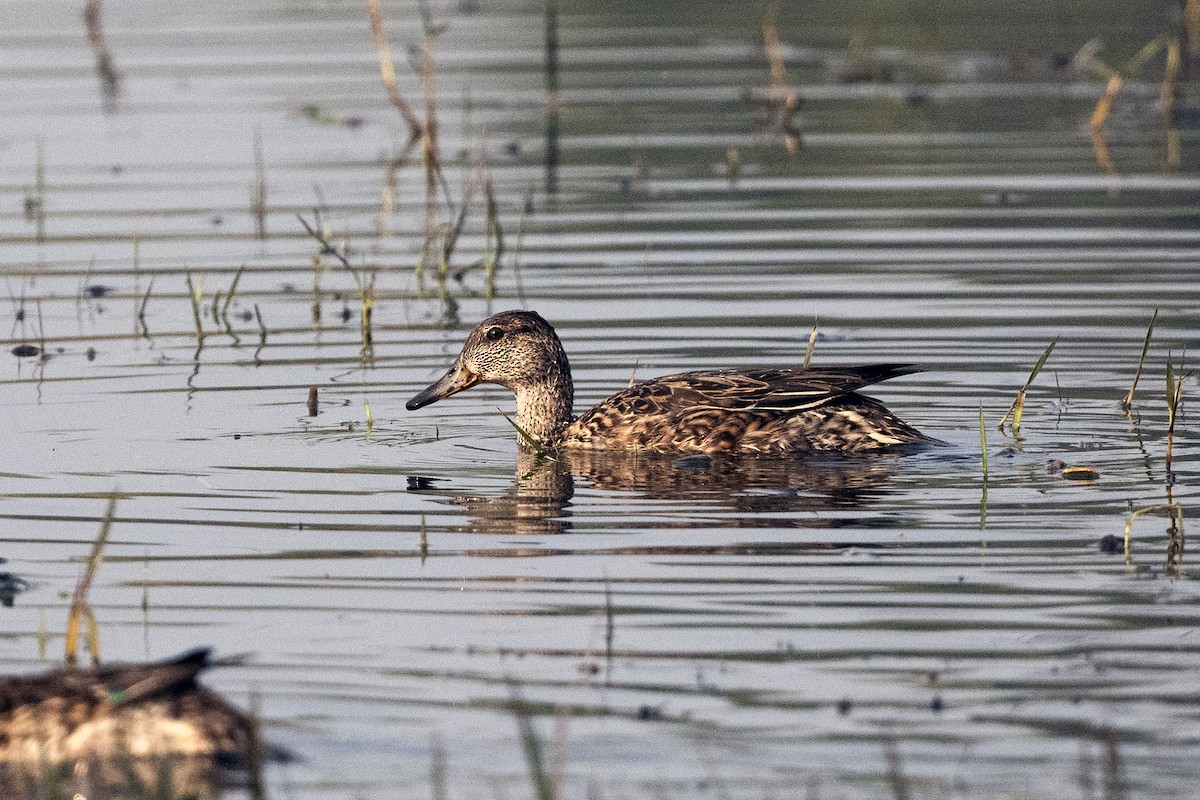 Green-winged Teal - ML620261710