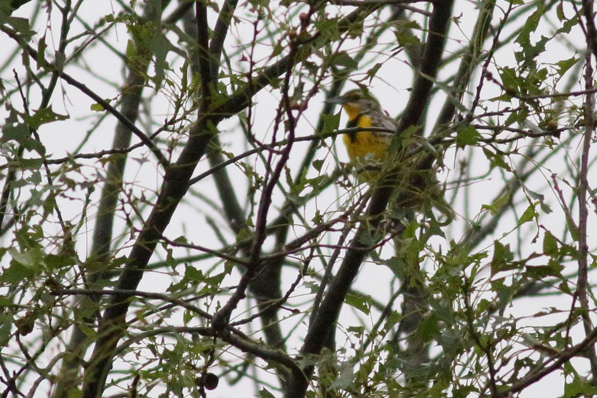 Western Meadowlark - ML620261711