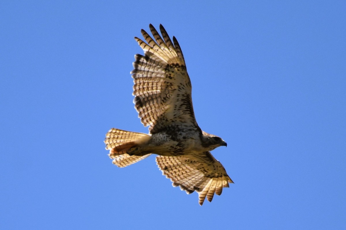 Red-tailed Hawk (borealis) - ML620261713