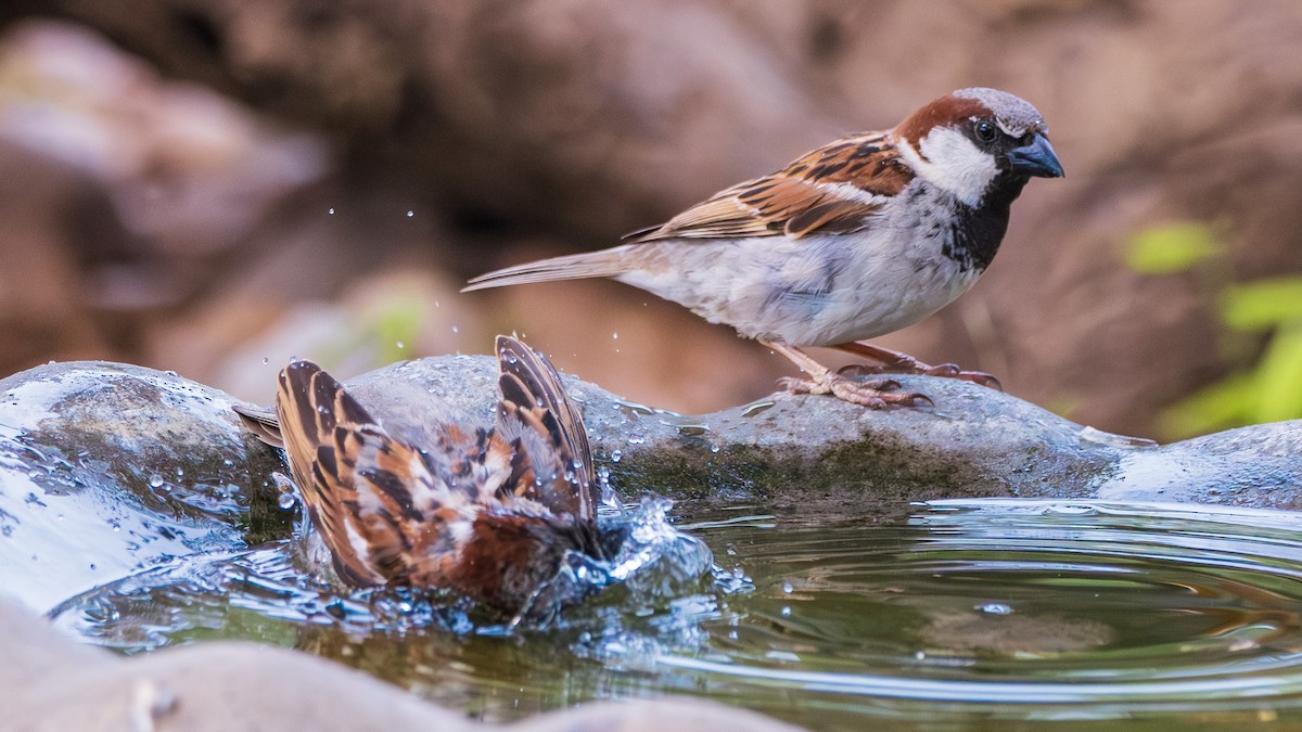 House Sparrow - ML620261722