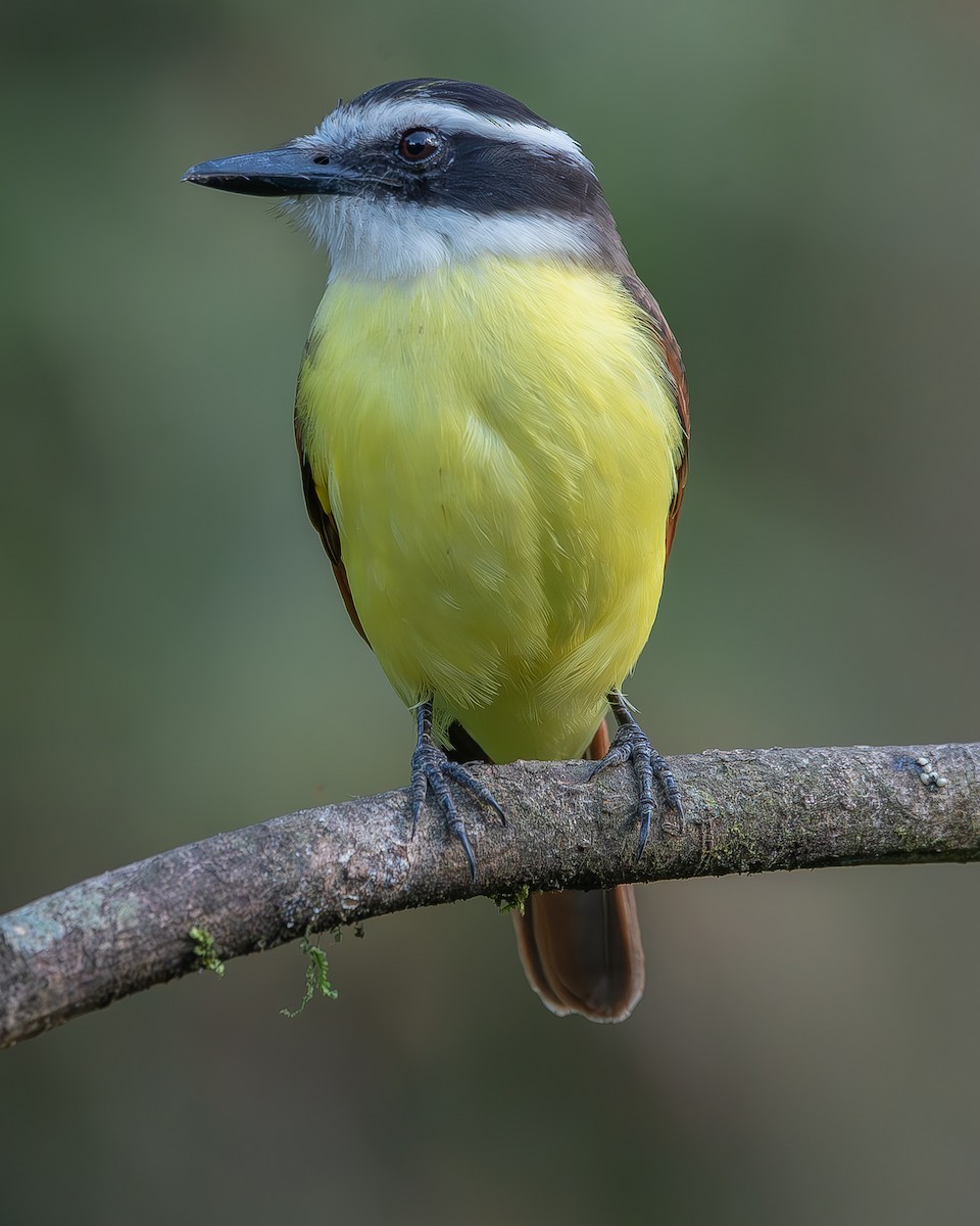 Great Kiskadee - ML620261733