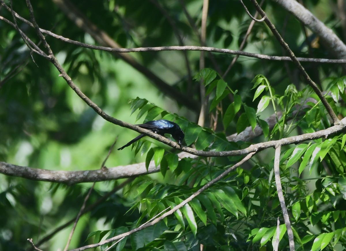 Bronzed Drongo - ML620261737