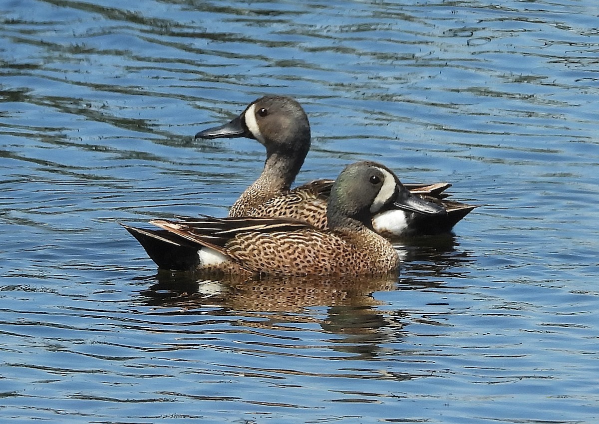 Blue-winged Teal - ML620261742