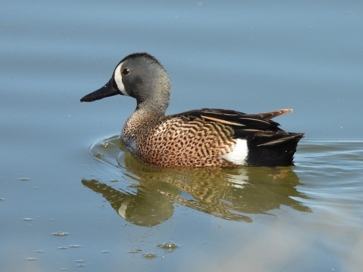 Blue-winged Teal - ML620261743