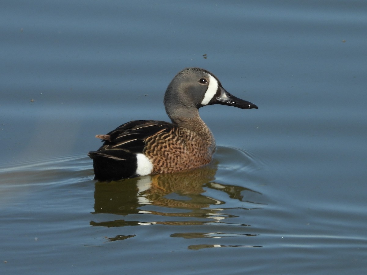 Blue-winged Teal - ML620261744