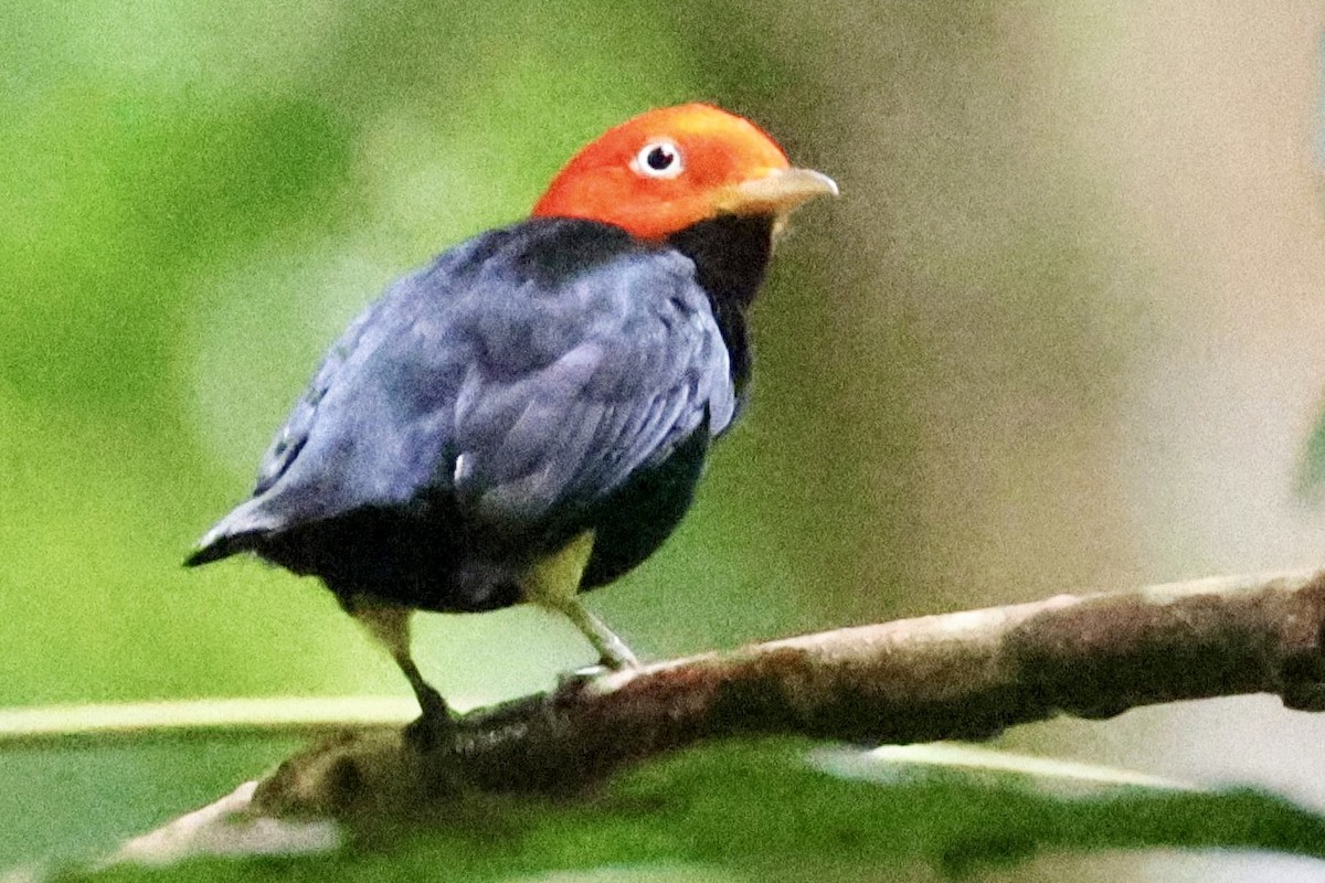 Red-capped Manakin - ML620261754