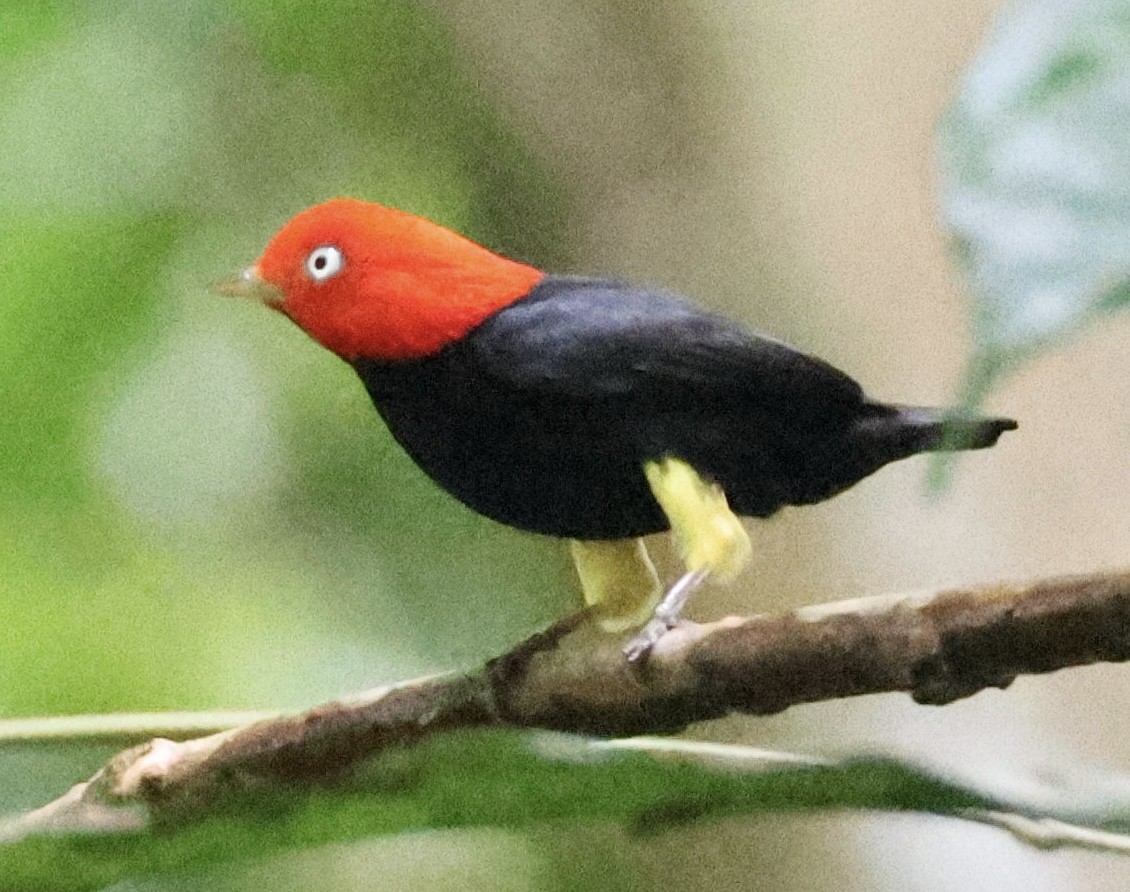 Red-capped Manakin - ML620261755