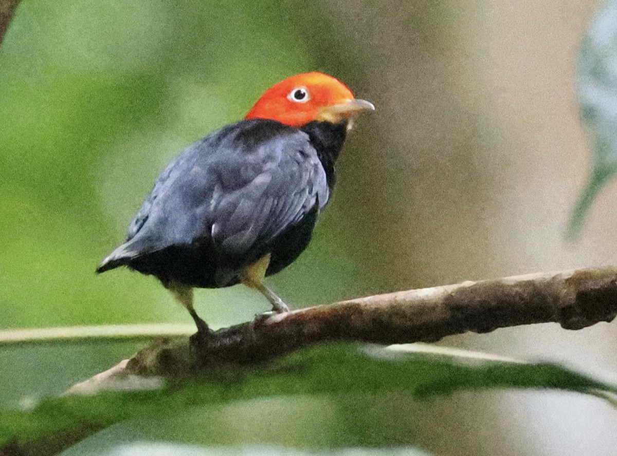 Red-capped Manakin - ML620261756