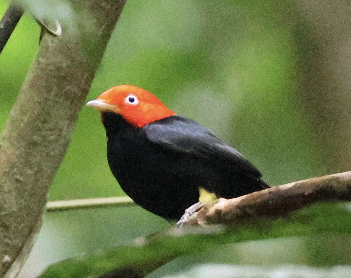 Red-capped Manakin - ML620261757