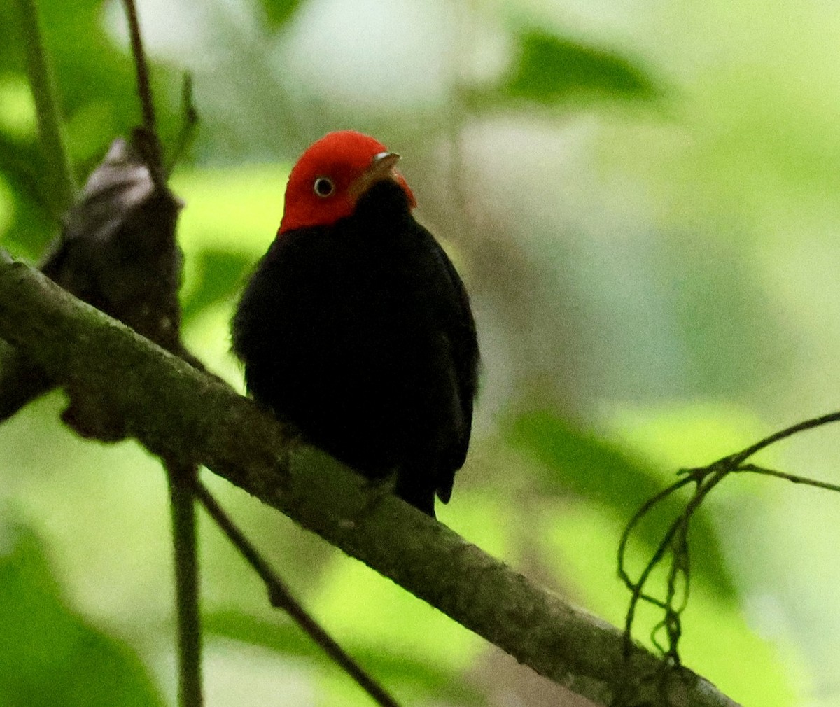 Red-capped Manakin - ML620261758