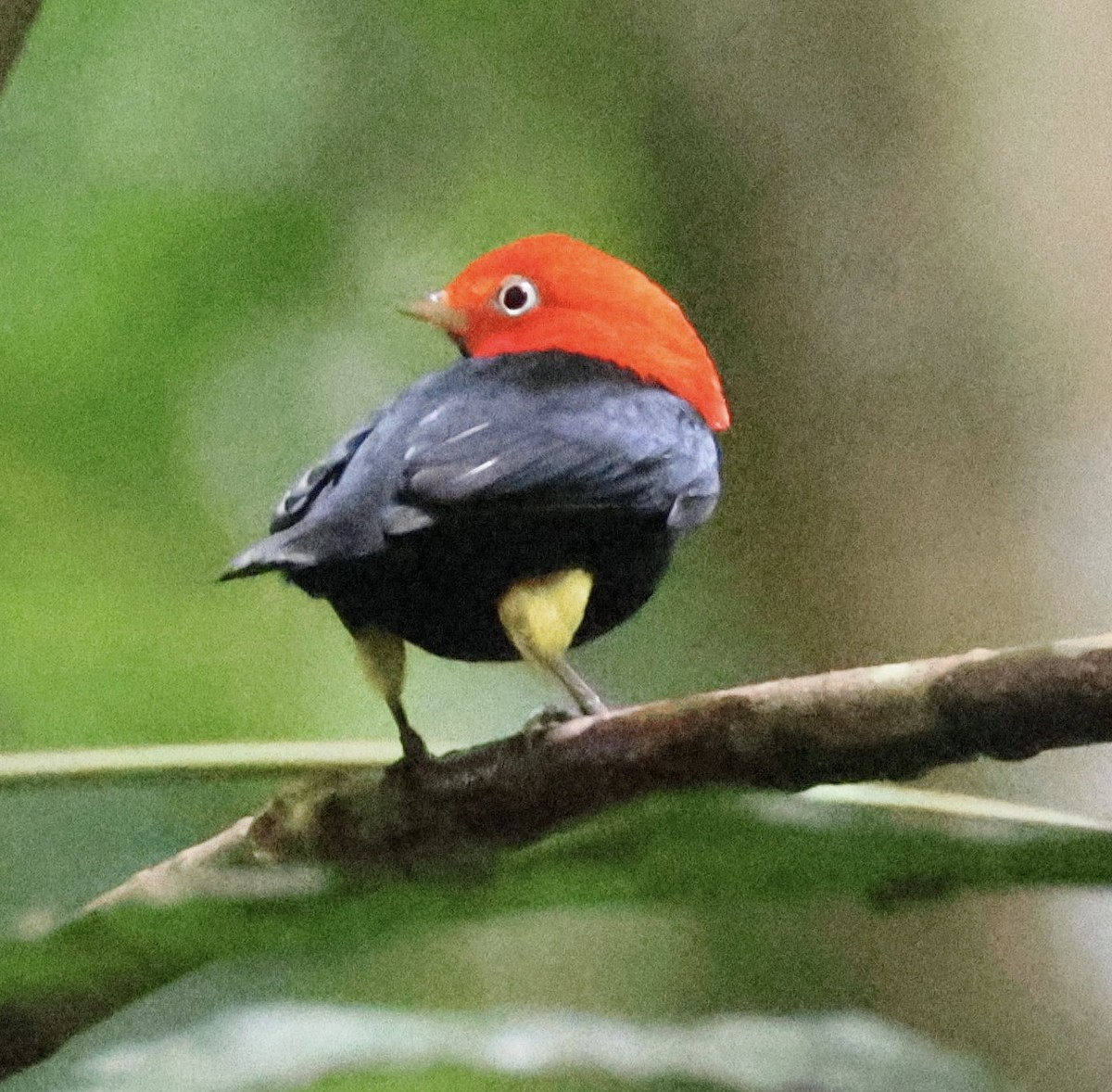 Red-capped Manakin - ML620261759