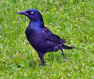 Common Grackle - ML620261761