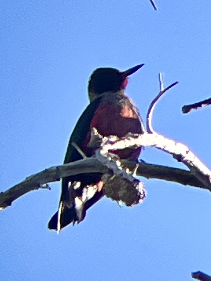 Lewis's Woodpecker - ML620261763