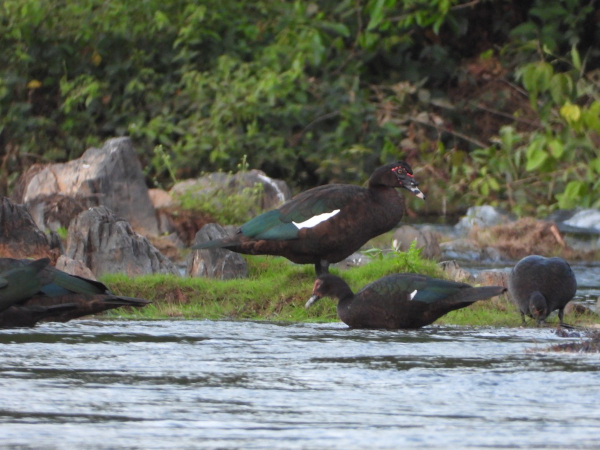 Muscovy Duck - ML620261764