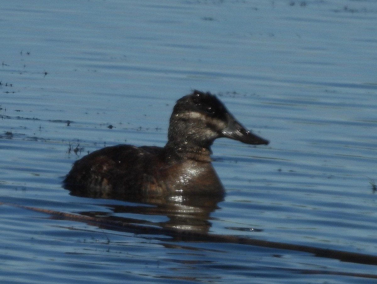 Ruddy Duck - ML620261765