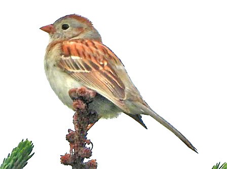 Field Sparrow - ML620261767
