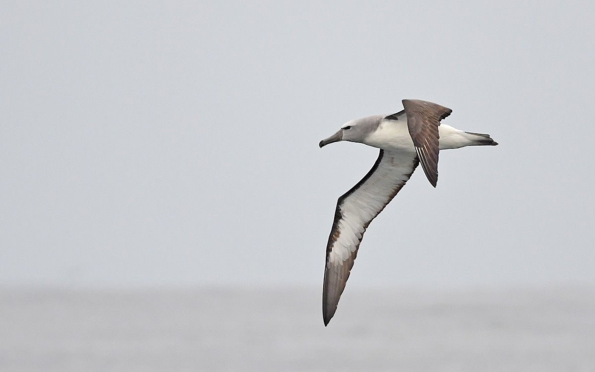 albatros snarský - ML620261770