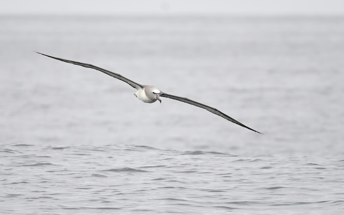 Salvin's Albatross - ML620261772