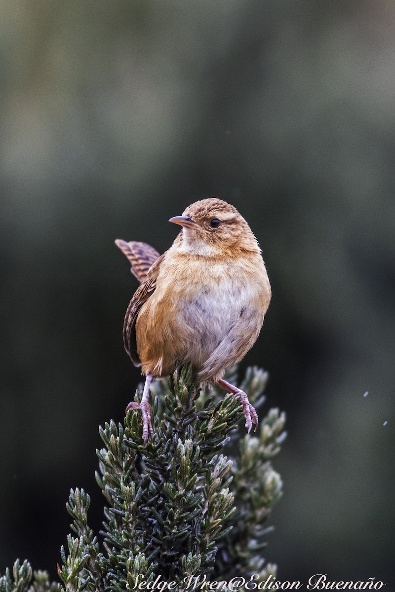 Grass Wren (Paramo) - ML620261791