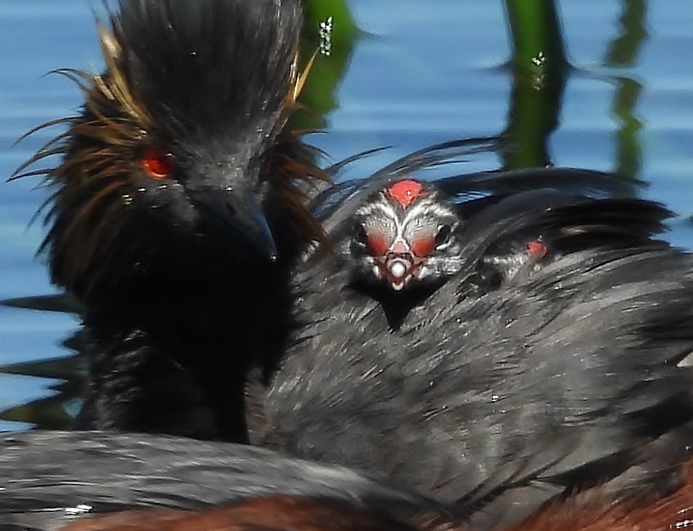 Eared Grebe - ML620261792