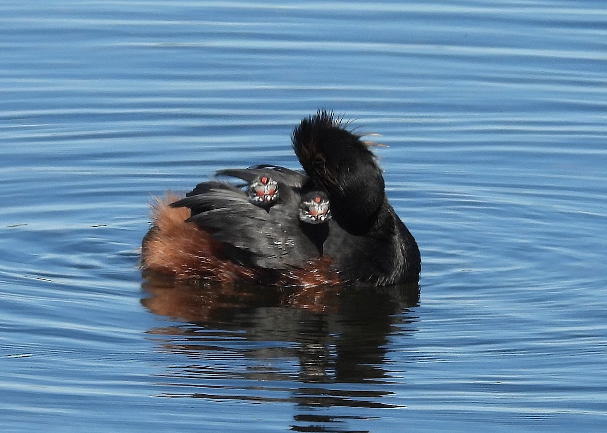 Eared Grebe - Pat Grantham