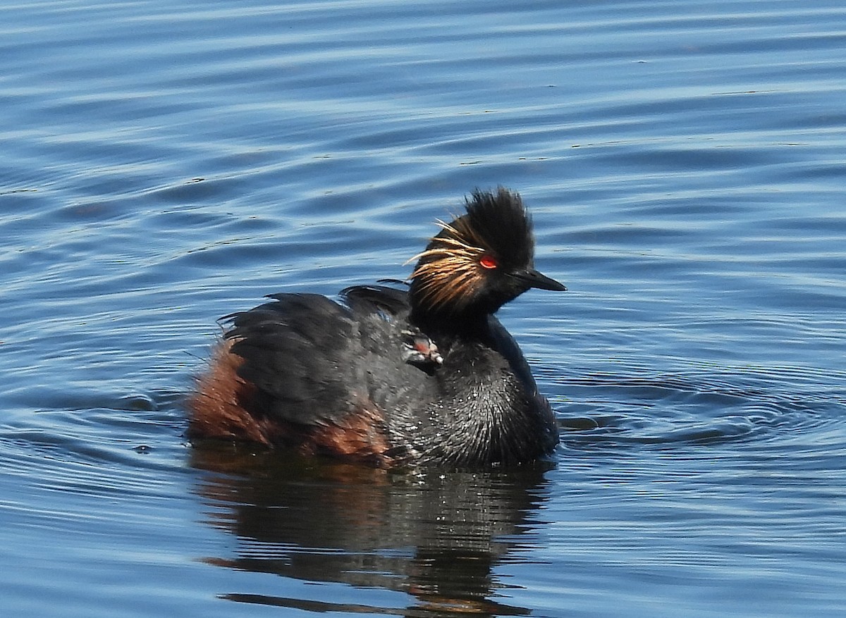 Eared Grebe - ML620261794